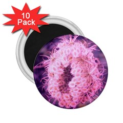 Pink Closing Queen Annes Lace 2 25  Magnets (10 Pack)  by okhismakingart