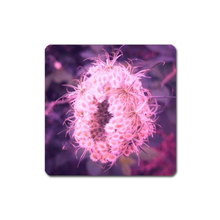 Pink Closing Queen Annes Lace Square Magnet