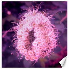 Pink Closing Queen Annes Lace Canvas 16  X 16  by okhismakingart