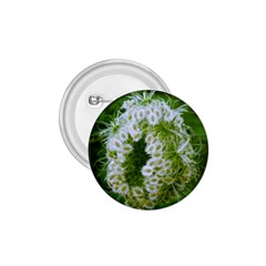 Green Closing Queen Annes Lace 1 75  Buttons by okhismakingart