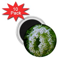 Green Closing Queen Annes Lace 1 75  Magnets (10 Pack)  by okhismakingart