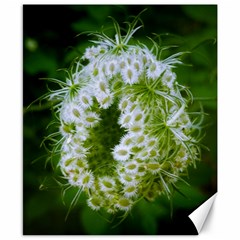 Green Closing Queen Annes Lace Canvas 8  X 10  by okhismakingart