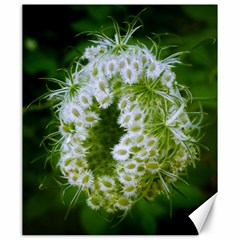 Green Closing Queen Annes Lace Canvas 20  X 24  by okhismakingart