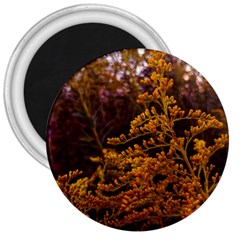 Goldenrod Version Ii 3  Magnets by okhismakingart