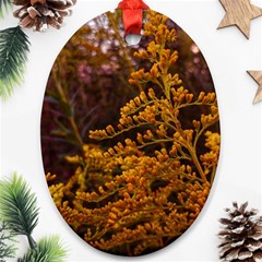 Goldenrod Version Ii Ornament (oval) by okhismakingart