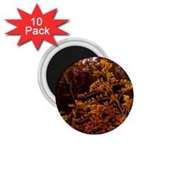 Goldenrod Version Ii 1 75  Magnets (10 Pack)  by okhismakingart