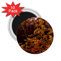 Goldenrod Version Ii 2 25  Magnets (10 Pack)  by okhismakingart