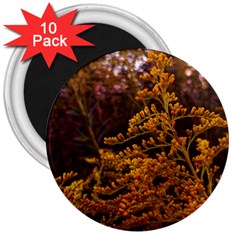 Goldenrod Version Ii 3  Magnets (10 Pack) 