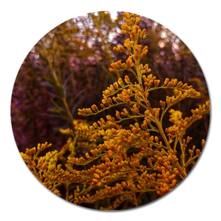 Goldenrod Version II Magnet 5  (Round)