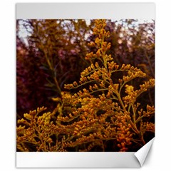 Goldenrod Version Ii Canvas 8  X 10  by okhismakingart