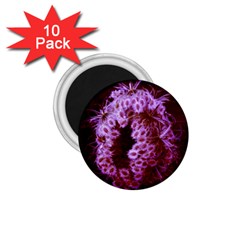 Purple Closing Queen Annes Lace 1 75  Magnets (10 Pack)  by okhismakingart