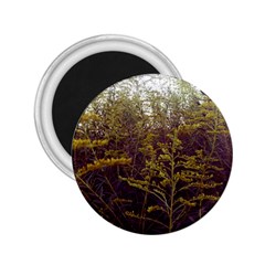 Purple And Yellow Goldenrod 2 25  Magnets by okhismakingart