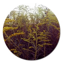 Purple And Yellow Goldenrod Magnet 5  (round) by okhismakingart