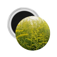 Yellow Goldenrod 2 25  Magnets by okhismakingart