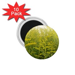 Yellow Goldenrod 1 75  Magnets (10 Pack)  by okhismakingart