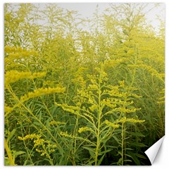 Yellow Goldenrod Canvas 20  X 20  by okhismakingart