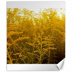 Gold Goldenrod Canvas 8  X 10  by okhismakingart