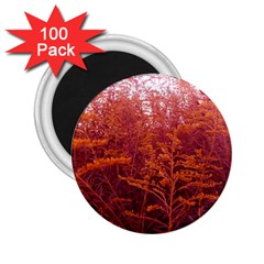 Red Goldenrod 2 25  Magnets (100 Pack)  by okhismakingart