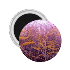 Pink Goldenrod 2 25  Magnets by okhismakingart