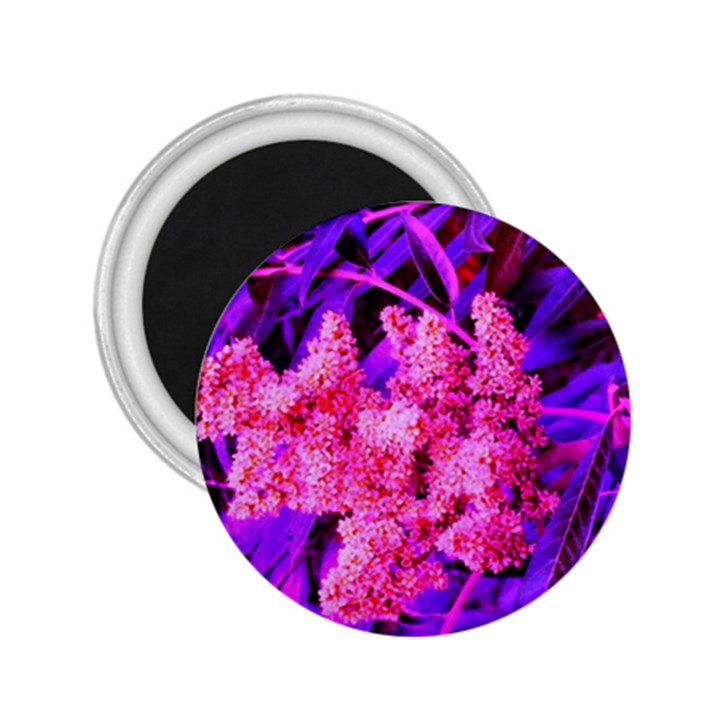 Pink and Blue Sideways Sumac 2.25  Magnets