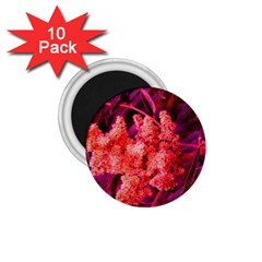 Pink Sideways Sumac 1 75  Magnets (10 Pack)  by okhismakingart