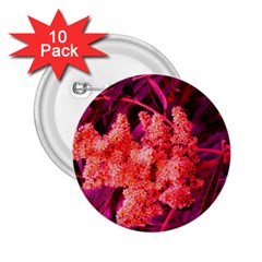 Pink Sideways Sumac 2 25  Buttons (10 Pack)  by okhismakingart