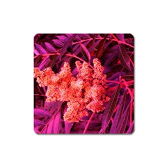 Pink Sideways Sumac Square Magnet by okhismakingart