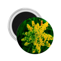 Yellow Sumac Bloom 2 25  Magnets by okhismakingart