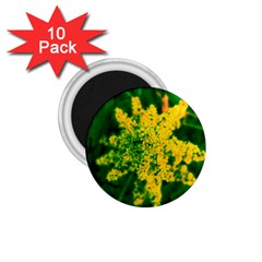 Yellow Sumac Bloom 1 75  Magnets (10 Pack)  by okhismakingart