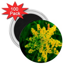 Yellow Sumac Bloom 2 25  Magnets (100 Pack)  by okhismakingart