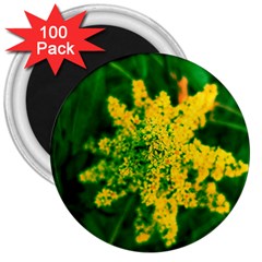 Yellow Sumac Bloom 3  Magnets (100 Pack) by okhismakingart