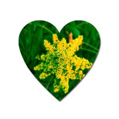 Yellow Sumac Bloom Heart Magnet by okhismakingart