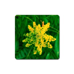 Yellow Sumac Bloom Square Magnet by okhismakingart