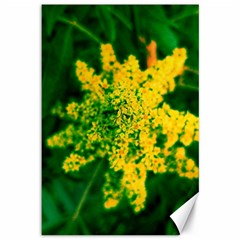 Yellow Sumac Bloom Canvas 12  X 18  by okhismakingart