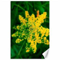 Yellow Sumac Bloom Canvas 24  X 36  by okhismakingart