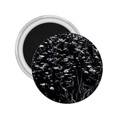 High Contrast Black And White Queen Anne s Lace Hillside 2 25  Magnets by okhismakingart