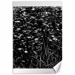 High Contrast Black And White Queen Anne s Lace Hillside Canvas 12  X 18  by okhismakingart