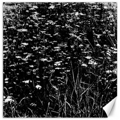 High Contrast Black And White Queen Anne s Lace Hillside Canvas 20  X 20  by okhismakingart