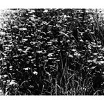 High Contrast Black and White Queen Anne s Lace Hillside Deluxe Canvas 14  x 11  (Stretched) 14  x 11  x 1.5  Stretched Canvas