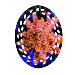 Yellow, Pink, And Blue Sumac Bloom Ornament (oval Filigree)