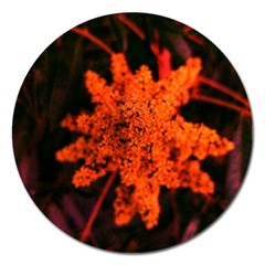 Orange Sumac Bloom Magnet 5  (round) by okhismakingart