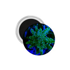 Blue And Green Sumac Bloom 1 75  Magnets by okhismakingart