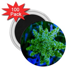 Lime Green Sumac Bloom 2 25  Magnets (100 Pack)  by okhismakingart