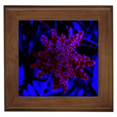 Maroon And Blue Sumac Bloom Framed Tiles by okhismakingart