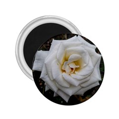 White Angular Rose 2 25  Magnets by okhismakingart