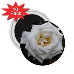 White Angular Rose 2 25  Magnets (10 Pack)  by okhismakingart