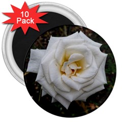 White Angular Rose 3  Magnets (10 Pack)  by okhismakingart