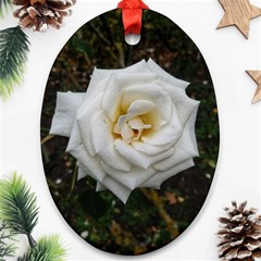 White Angular Rose Oval Ornament (two Sides) by okhismakingart