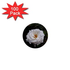 White Smooth Rose 1  Mini Magnets (100 Pack)  by okhismakingart