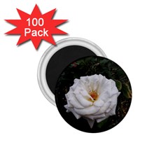 White Smooth Rose 1 75  Magnets (100 Pack)  by okhismakingart